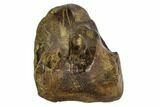 Shed Triceratops Tooth - Montana #109084-1